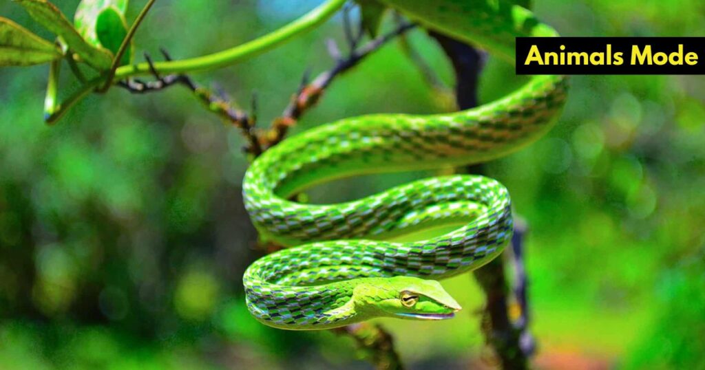 Vine Snake Skinny Animal in the World